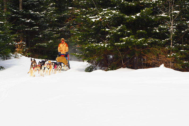 Illustration for article titled Where the Dogs Are: A Dogsledding Photo Diary